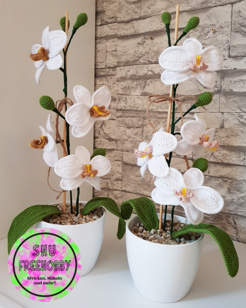 Schöne Orchideen im Topf